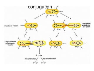 conjugation
 