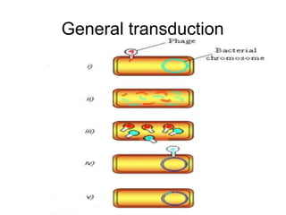 General transduction
 