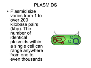 PLASMIDS
• Plasmid size
varies from 1 to
over 200
kilobase pairs
(kbp). The
number of
identical
plasmids within
a single cell can
range anywhere
from one to
even thousands
 
