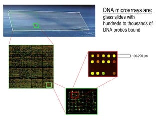 100-200 μm
DNA microarrays are:
glass slides with
hundreds to thousands of
DNA probes bound
 