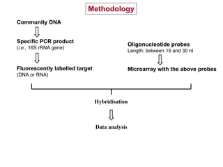 Community DNA
Specific PCR product
(i.e., 16S rRNA gene)
Fluorescently labelled target
(DNA or RNA)
Oligonucleotide probes
Length: between 15 and 30 nt
Hybridisation
Microarray with the above probes
Data analysis
Methodology
 