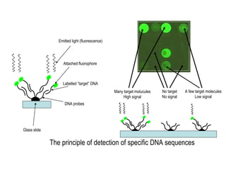 Many target molucules
High signal
A few target molecules
Low signal
No target
No signal
Glass slide
DNA probes
Labelled “target” DNA
Attached fluorophore
Emitted light (fluorescence)
The principle of detection of specific DNA sequences
 