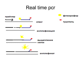 Real time pcr
 