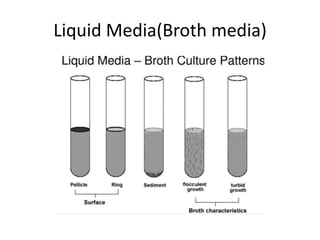 Liquid Media(Broth media)
 