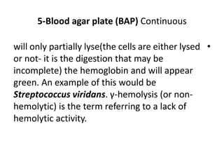 5-Blood agar plate (BAP) Continuous
•
will only partially lyse(the cells are either lysed
or not- it is the digestion that may be
incomplete) the hemoglobin and will appear
green. An example of this would be
Streptococcus viridans. γ-hemolysis (or non-
hemolytic) is the term referring to a lack of
hemolytic activity.
 