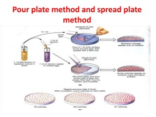 Pour plate method and spread plate
method
 