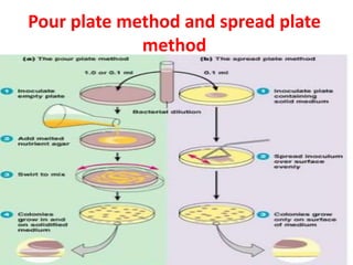 Pour plate method and spread plate
method
 