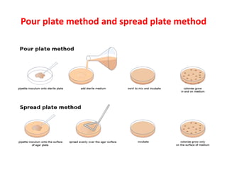 Pour plate method and spread plate method
 