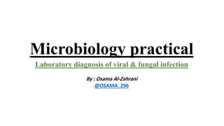 Microbiology practical
Laboratory diagnosis of viral & fungal infection
By : Osama Al-Zahrani
@OSAMA_Z96
 