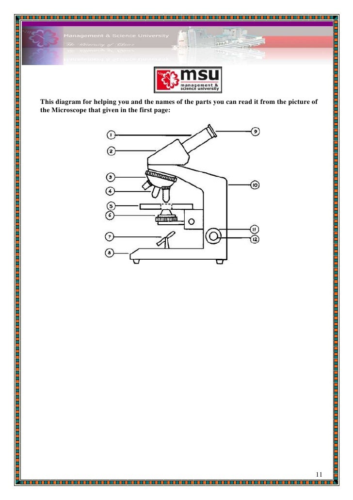 Microbiology (lab report 1 format)