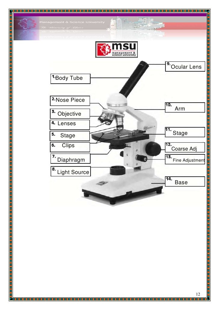 Microbiology (lab report 1 format)