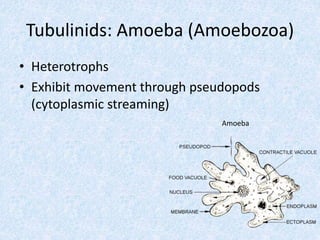 Lab 2 Microbiology Ppt Lab 2 Microbiology Ppt