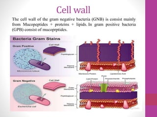 Cell wall
The cell wall of the gram negative bacteria (GNB) is consist mainly
from Mucopeptides + proteins + lipids. In gram positive bacteria
(GPB) consist of mucoprptides.
 
