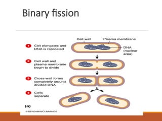 Microbiology Lect 5 Bacterial growth.ppt