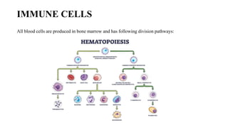 Comprehensive Overview of Innate Immunity and Its Role in Human Defense ...