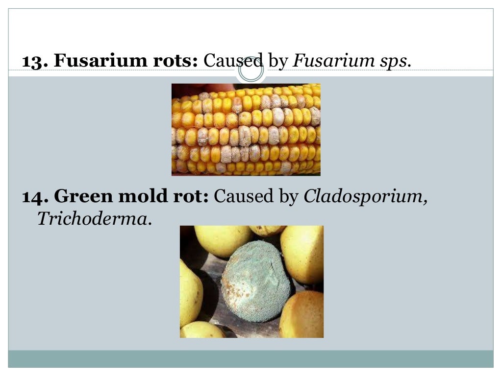 Microbial spoilage of fruits & vegetables