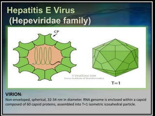 Microbiology of hepatitis e virus Slide 4