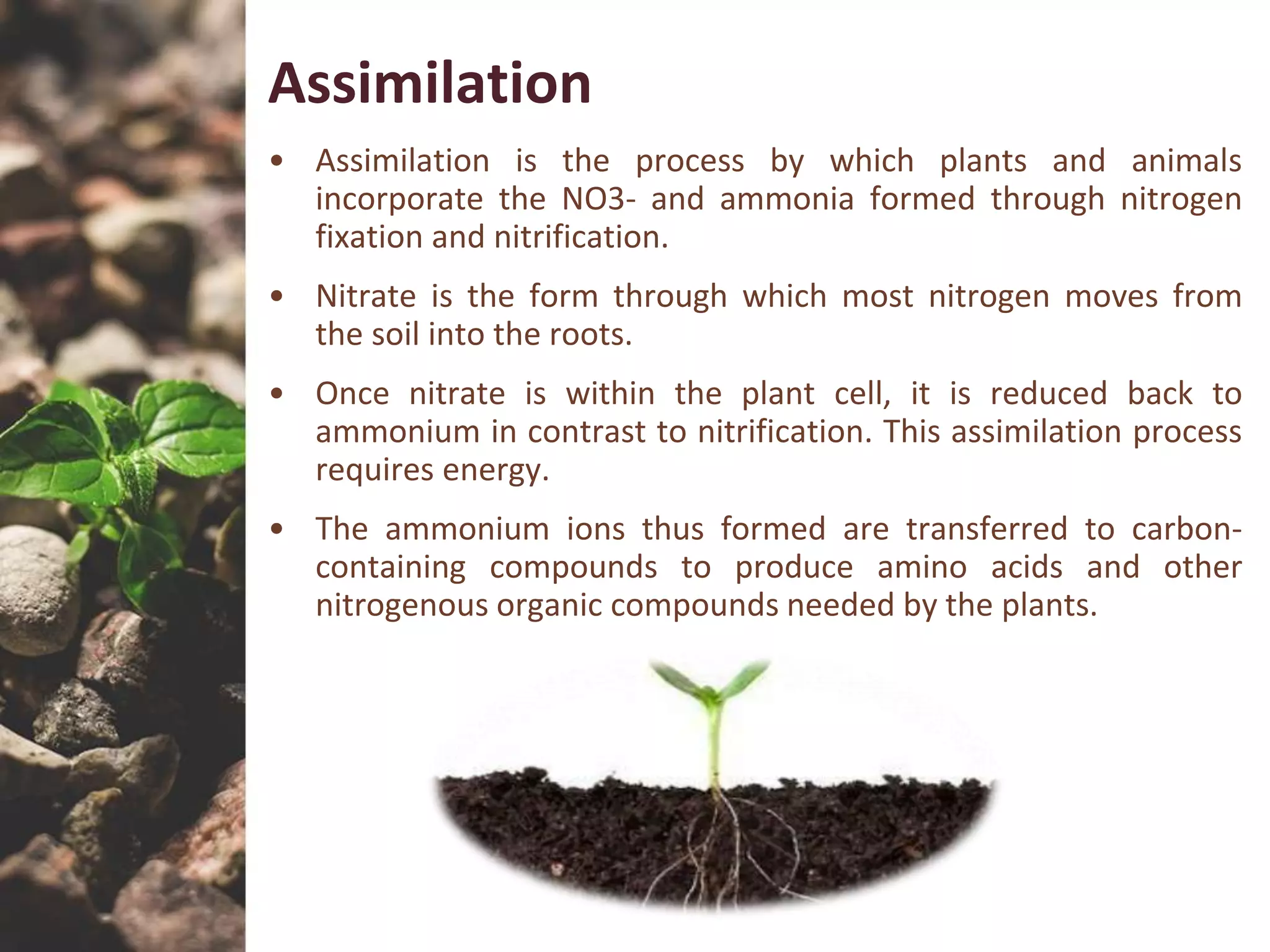 Microbiology of soil & nitrogen cycle | PPTX
