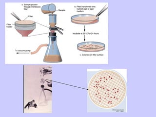 Tuberculation Water Microbiology of water | PPTX