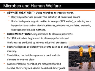 Microbe Clean Microbiology overview | PPT
