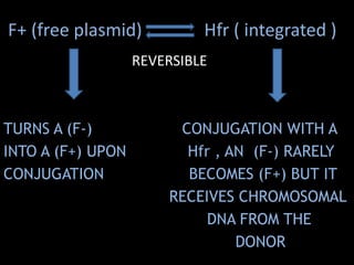 F+ (free plasmid)

Hfr ( integrated )

REVERSIBLE

TURNS A (F-)
INTO A (F+) UPON
CONJUGATION

CONJUGATION WITH A
Hfr , AN (F-) RARELY
BECOMES (F+) BUT IT
RECEIVES CHROMOSOMAL
DNA FROM THE
DONOR

 