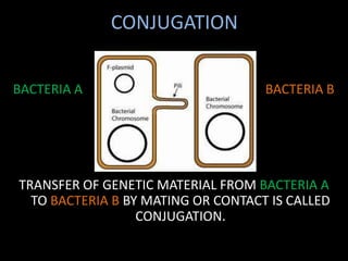 Conjugation Microbiology powerpoint presentation