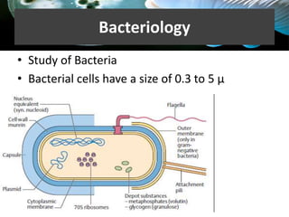 Bacteriology
• Study of Bacteria
• Bacterial cells have a size of 0.3 to 5 µ
 