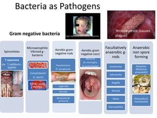 Bacteria as Pathogens
Gram negative bacteria
Spirochetes
T repanoma
(ex. T. pallidum) -
Syphilis
Microaerophilic
Vibrioid g-
bacteria
Campylobacter
(C. jejuni)
Colitis; Causes
diarrhea
Aerobic gram
negative rods
Pseudomonas
(P. aeruginosa)
Legionella
Brucella
Bordetella (B.
pertussis)
Aerobic gram
negative cocci
Neisseria
(N. meningitis,
N. gonorrhoeae)
Facultatively
anaerobic g-
rods
Escherichia
Salmonella
Shigella
Yersinia
Vibrio
Haemophillus
Anaerobic
non spore
forming
Rickettsia
(Rickettsia
prowazekii)
Chlamydia (C.
trachomatis)
A girl infected by Haemophilus influenzae
Yersinia pestis (causes
plague)
 
