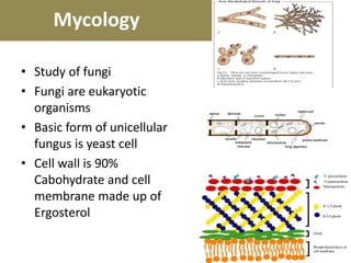 Mycology
• Study of fungi
• Fungi are eukaryotic
organisms
• Basic form of unicellular
fungus is yeast cell
• Cell wall is 90%
Cabohydrate and cell
membrane made up of
Ergosterol
 