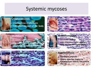 Systemic mycoses
Cryptococcosis
• Cryptococcus neoformans
• Can infect any part of the body
Moniliasis
• Candida albicans
• Can infect any body tissue
(found on mucous membrane)
Blastomycosis
• Blastomyces sp.
• Two types
Histoplasmosis
• Histoplasma capsulatum
• Acute/ chronic;
localized/disseminated infection
of RES
Coccidiomycosis
• Coccioides immitis
• Higly infectious; most cases are
mild, but few terminate fatally
Sporotrichosis
• Sporothrix schenckii
• Chronic infecton; begins as
subcutaneous nodule; the patient
may die
 