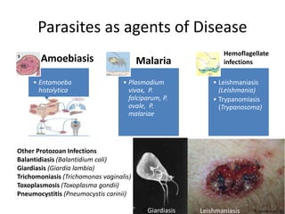Parasites as agents of Disease
• Entamoeba
histolytica
• Plasmodium
vivax, P.
falciparum, P.
ovale, P.
malariae
• Leishmaniasis
(Leishmania)
• Trypanomiasis
(Trypanosoma)
Amoebiasis Malaria
Hemoflagellate
infections
Other Protozoan Infections
Balantidiasis (Balantidium coli)
Giardiasis (Giardia lambia)
Trichomoniasis (Trichomonas vaginalis)
Toxoplasmosis (Toxoplasma gondii)
Pneumocystitis (Pneumocystis carinii)
GGiardiasis Leishmaniasis
 
