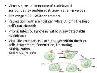 • Viruses have an inner core of nucleic acid
surrounded by protein coat known as an envelope
• Size range = 20 – 250 nanometers
• Replication: within a host cell while utilizing the host
cell’s nucleic acids
• Prions: Infectious proteins without any detectable
nucleic acid
• Viral life cycle consists of six stages within the host
cell: Attachment, Penetration, Uncoating,
Multiplication,
Assembly, Release
 
