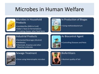 Microbes in Human Welfare
Microbes in Household
Products
•Lactobacillus (Milk to Curd)
•Baker’s Yeast (in fermentation)
•In making cheeze, other food items
Industrial Products
•Fermented Beverages (Alcohol)
•Antibiotics
•Chemicals, Enzymes and other
Bioactive molecules
Sewage Treatment
•Done using Heterotrophic microbes
In Production of Biogas
•Using methanobacterium
As Biocontrol Agent
•Controlling Diseases and Pests
Biofertilizers
•Nutrient quality of Soil
 