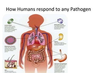 How Humans respond to any Pathogen
 