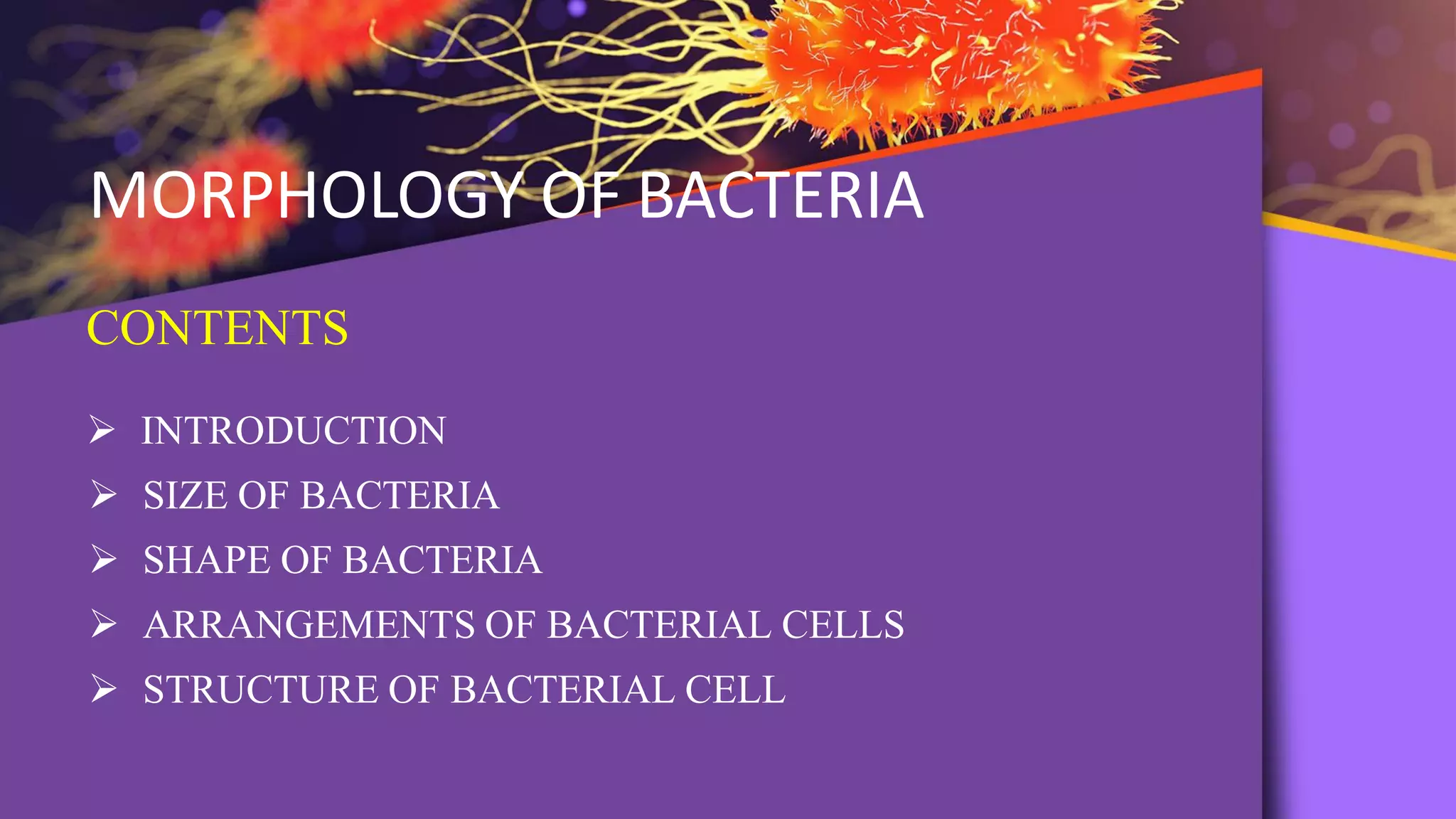 Morphology of bacteria | PDF