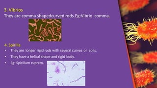 Morphology of bacteria | PDF