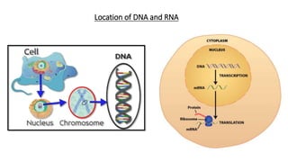 Location of DNA and RNA
 