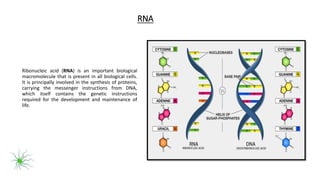 RNA
Ribonucleic acid (RNA) is an important biological
macromolecule that is present in all biological cells.
It is principally involved in the synthesis of proteins,
carrying the messenger instructions from DNA,
which itself contains the genetic instructions
required for the development and maintenance of
life.
 