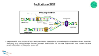 Replication of DNA
• DNA replication is the process by which a double-stranded DNA molecule is copied to produce two identical DNA molecules.
Replication is an essential process because, whenever a cell divides, the two new daughter cells must contain the same
genetic information, or DNA, as the parent cell.
 