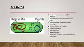 MICROBIOLOGY PPt bacterial genetics presentation | PDF