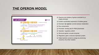 Operon Model Project Examples MICROBIOLOGY PPt bacterial genetics presentation | PDF