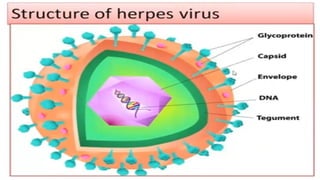 comprehensive-overview-of-bovine-herpesvirus-structure-infection-and