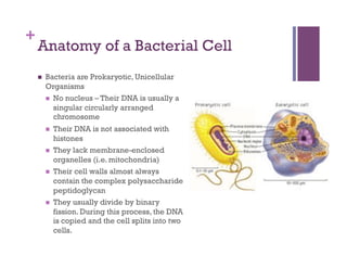 +
    Anatomy of a Bacterial Cell
        Bacteria are Prokaryotic, Unicellular
         Organisms
           No nucleus – Their DNA is usually a
            singular circularly arranged
            chromosome
             Their DNA is not associated with
              histones
             They lack membrane-enclosed
              organelles (i.e. mitochondria)
             Their cell walls almost always
              contain the complex polysaccharide
              peptidoglycan
             They usually divide by binary
              fission. During this process, the DNA
              is copied and the cell splits into two
              cells.
 