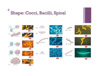+
    Shape: Cocci, Bacilli, Spiral
 