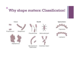 +
    Why shape matters: Classification!
 