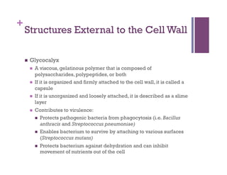 +
    Structures External to the Cell Wall

        Glycocalyx
             A viscous, gelatinous polymer that is composed of
              polysaccharides, polypeptides, or both
             If it is organized and firmly attached to the cell wall, it is called a
              capsule
             If it is unorganized and loosely attached, it is described as a slime
              layer
             Contributes to virulence:
                Protects pathogenic bacteria from phagocytosis (i.e. Bacillus
                 anthracis and Streptococcus pneumoniae)
                Enables bacterium to survive by attaching to various surfaces
                 (Streptococcus mutans)
                  Protects bacterium against dehydration and can inhibit
                   movement of nutrients out of the cell
 