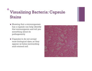 +
    Visualizing Bacteria: Capsule
    Stains
        Showing that a microorganism
         has a capsule can help identify
         that microorganim and tell you
         something about its
         pathogenicity

        Capsules to do not accept
         most biological dyes, so they
         appear as halos surrounding
         each stained cell
 