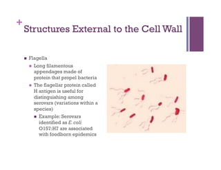 +
    Structures External to the Cell Wall

        Flagella
             Long filamentous
              appendages made of
              protein that propel bacteria
             The flagellar protein called
              H antigen is useful for
              distinguishing among
              serovars (variations within a
              species)
                Example: Serovars
                 identified as E. coli
                 O157:H7 are associated
                 with foodborn epidemics
 
