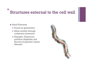 +
    Structures external to the cell wall

        Axial Filaments
             Found on spirochetes
             Allow motility through
              corkscrew movement
             Example: Treponema
              pallidum (Syphalis) and
              Borrelia burgdorferi (Lyme
              disease)
 