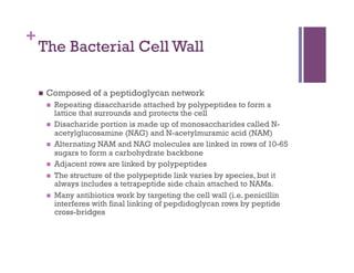 +
    The Bacterial Cell Wall

        Composed of a peptidoglycan network
             Repeating disaccharide attached by polypeptides to form a
              lattice that surrounds and protects the cell
             Disacharide portion is made up of monosaccharides called N-
              acetylglucosamine (NAG) and N-acetylmuramic acid (NAM)
             Alternating NAM and NAG molecules are linked in rows of 10-65
              sugars to form a carbohydrate backbone
             Adjacent rows are linked by polypeptides
             The structure of the polypeptide link varies by species, but it
              always includes a tetrapeptide side chain attached to NAMs.
             Many antibiotics work by targeting the cell wall (i.e. penicillin
              interferes with final linking of pepdidoglycan rows by peptide
              cross-bridges
 
